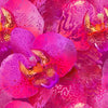 Bas Calypso (Orchidée)